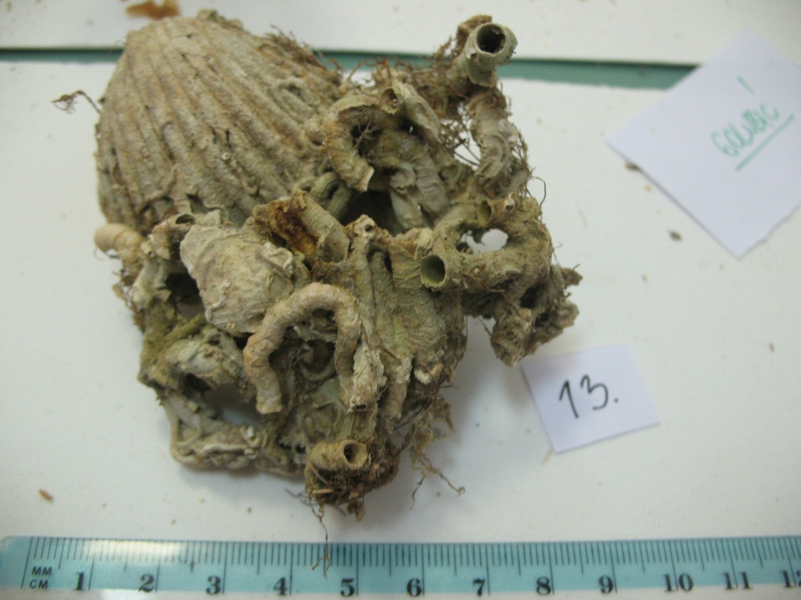 Vermes e Mollusca